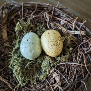 Beautiful Small Bird's Nest With Eggs And Moss. Just Adorable!